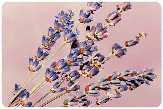 duftpflanze des jahres 2016 lavendel