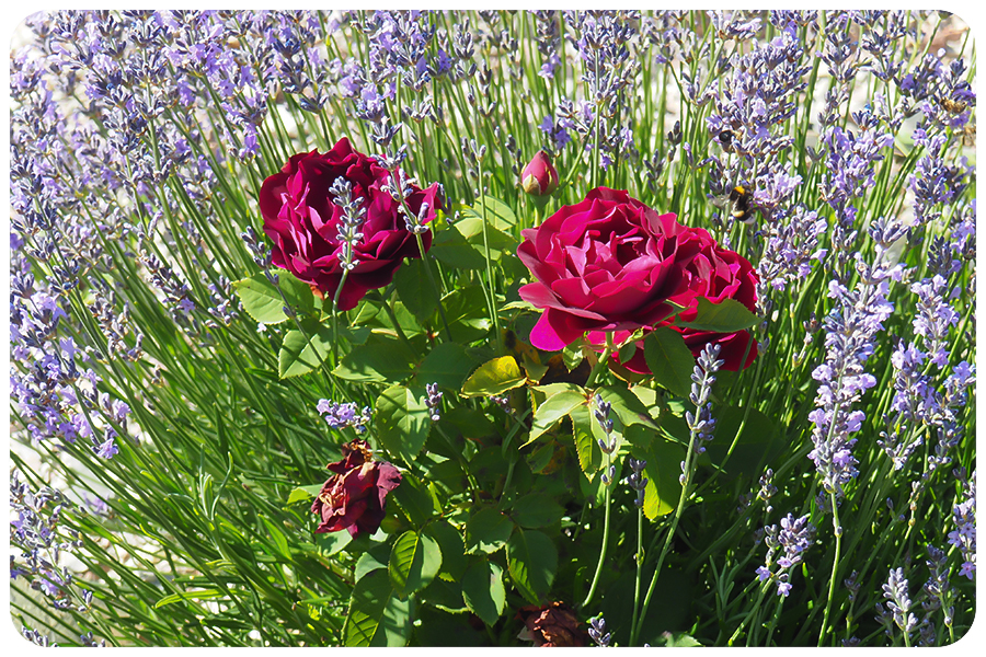 primavera lavendel rose